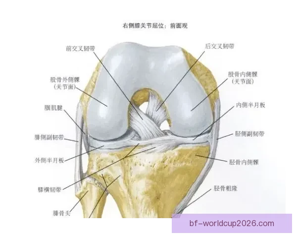 帕里西十字韧带重伤对运动生涯与康复过程的全面影响分析